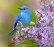cropped-birds-lilac-bluebirds-960x1080.jpg