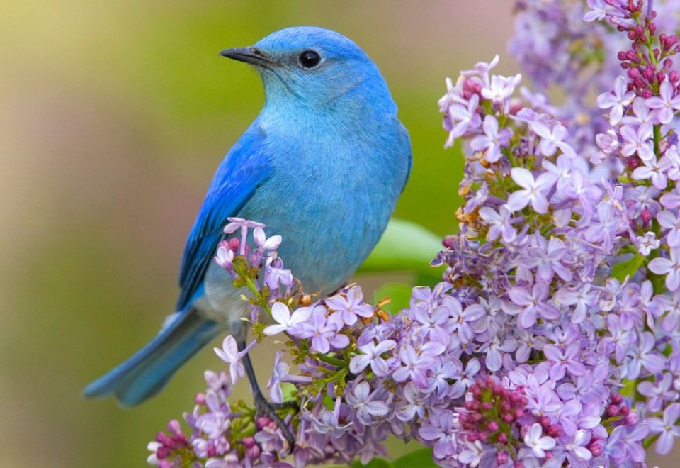 The Heart of the Songbird