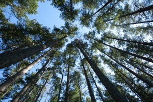 looking-up-at-trees-by-kevin-horan