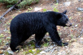 black-bear-new