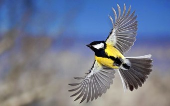Flying Birds Wallpapers (3)